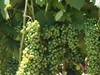Урожай винограда на&nbsp;Кубани ожидается меньше прошлогоднего на&nbsp;15&minus;20%