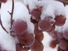 Кубанские вина могут подорожать на&nbsp;четверть