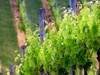 Итоги виноградарства и&nbsp;виноделия в&nbsp;Ставропольском крае за&nbsp;2009&nbsp;год