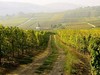 Китайские виноделы и&nbsp;европейские виноградники