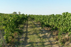 Болгарские виноградники поразила неизвестная болезнь: виноградари бьют тревогу