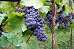 В Грузии будет продолжена практика субсидирования виноградарей