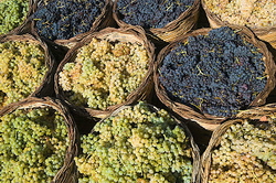 Грузия: субсидирование виноградарства вскоре будет полностью отменено