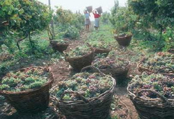 Сербия закупит в Молдавии технические сорта винограда